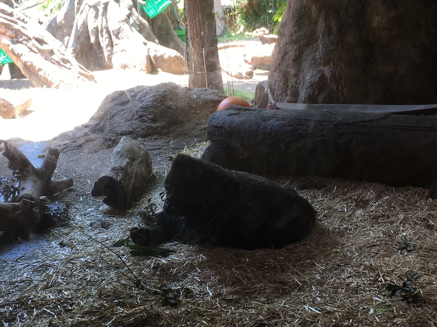 上野動物園