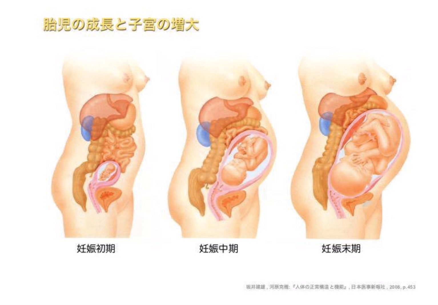 妊娠中の子宮の位置