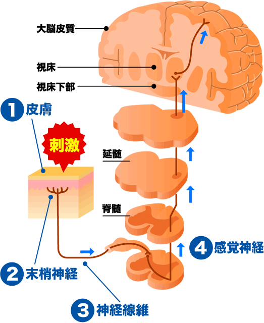 ず